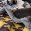 9 Lbs Heavy Winter Fleece Plush Blanket 79"X91",Korean Mink Blanket,Silky Soft and Warm, 2 Ply Reversible Raschel Bed Blanket,Gray,200X230cm view 4
