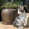 Baicone Cat Doll Collection, Cat Pet Memorial Statue, Living Room Bedroom Study Office Desktop Decoration,A view 4