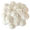 Real Sand Dollars for Crafts, Natural White Florida Sanddollars, 12 pack view 1