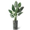 Artificial Tree in Contemporary Planter, Fake Bird of Paradise Silk Tree for Indoor and Outdoor Home Decoration - 67" Overall Tall (Plant Pot Plus Tree) view 2