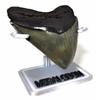 Deep Sea Fossils 3D Printed Megalodon Shark Tooth Display Stand with Plaque (Silver w/Plaque, 3-5/8") view 4