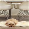 HomeRoots 2' X 3' Natural New Zealand Sheepskin Wool Area Rug in White view 2
