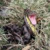 RAN Sculptures Statues Decorations for Home Garden Office Ornaments Figurines Snake Model Simulation Reptile Giant Python Big Python Wild Animal Snake Model view 3