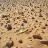Regulus Libyan Desert Glass Genuine Glass Cosmic Meteorite - Golden Tektite Healing Rock (40-50cts) view 4