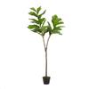 A&B Home 4.5' Fiddle-Leaf Fig Tree in Pot 2Ea/Ctn view 1