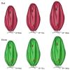 MANMAOHE Upright Christmas Tree Storage Bag with Drawstring Fits Up to 9ft Tree, Waterproof Dust-Proof Christmas Tree Storage Cover for Your Artificial Tree Standing (Fits up to 9ft tree, Green) view 2