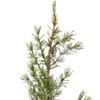 28" Potted Frosted Pine Artificial Christmas Tree  Unlit view 2