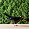 Hand Painted Ceramic Blackbird Figurine Home Decor Bird Made in Portugal view 3