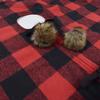 48 Inch Christmas Tree Buffalo Check Skirt with Faux Fur Ball Decoration for Merry Christmas Party Christmas Tree Skirt Decor DUO ER view 3