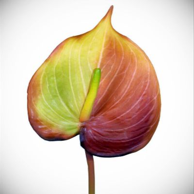 25" Anthurium Stem Silk Flower Floral Arrangements Tropical Hawaiian Flowers Realistic Craft Art Decor Plant for Indoor Outdoor Decoration