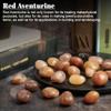 BEZAVO Red Aventurine Healing Crystals Stones Set Tumbled Stones & Crystals Bulk for Healing, Reiki, Meditation, Witchcraft Crystals Gemstone for and Spiritual Home Decor 20-25 mm, 1LB view 3