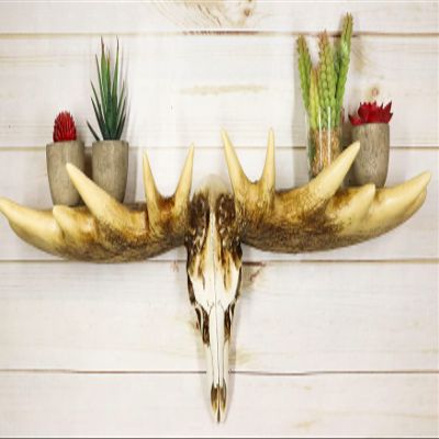 Ebros Gift Rustic Western Emperor Moose Elk Skull Antlers Wall Hanging Floating Shelf with Hanger Point Hooks 27.5" Long Buck Deers Decorative Shelves for Cabin Lodge Country Decor