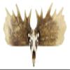 Ebros Gift Rustic Western Emperor Moose Elk Skull Antlers Wall Hanging Floating Shelf with Hanger Point Hooks 27.5" Long Buck Deers Decorative Shelves for Cabin Lodge Country Decor view 2