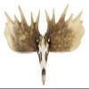 Ebros Gift Rustic Western Emperor Moose Elk Skull Antlers Wall Hanging Floating Shelf with Hanger Point Hooks 27.5" Long Buck Deers Decorative Shelves for Cabin Lodge Country Decor view 3