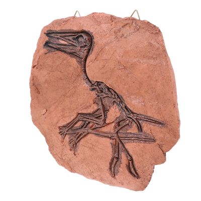 FAVOMOTO 1pc Realistic Dinosaur Model Resin Specimen for Cognitive Learning Home Decor and Educational Reference Wall Hanging Decoration for Boys and Girls Rooms