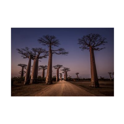 Trademark Fine Art 'Allace Des Baobabs' Canvas Art by Marco Tagliarino