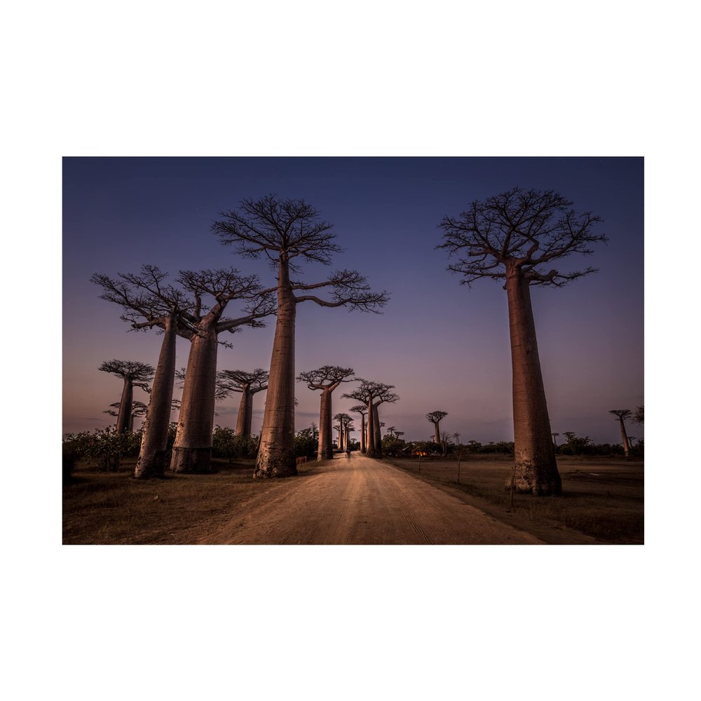 Trademark Fine Art 'Allace Des Baobabs' Canvas Art by Marco Tagliarino