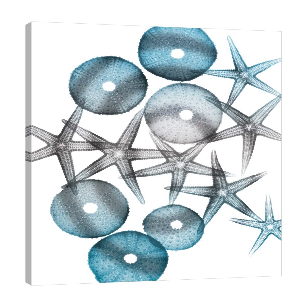 Jaxson Rea "Blue Hue Starfish 1" Gallery Wrapped Canvas by Albert Koetsier, 24" x 32"
