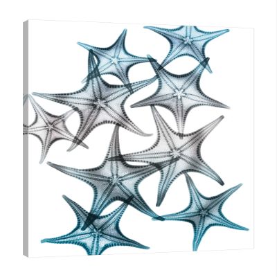 Jaxson Rea "Blue Hue Starfish 2" Gallery Wrapped Canvas by Albert Koetsier, 24" x 32"