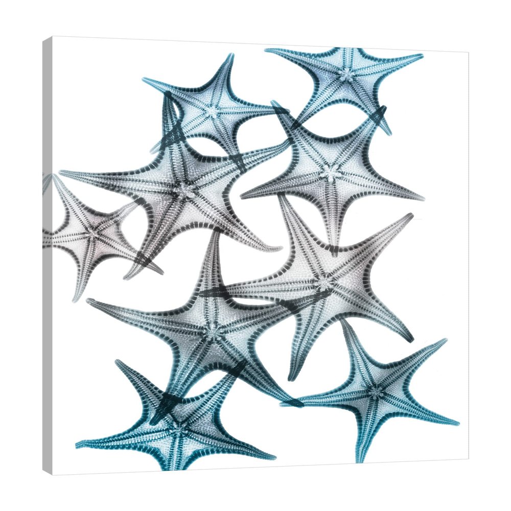 Jaxson Rea "Blue Hue Starfish 2" Gallery Wrapped Canvas by Albert Koetsier, 24" x 32"