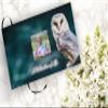 COMMEMORATIVE CREMATION URNS Owl Photo Funeral Guest Book for Memorial Service and Celebration of Life Guest Book for Memorial Service - Beautiful & Vibrant Sign in Book for Funeral view 2