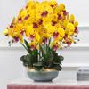 FagusHome 32 Inch Artificial Phalaenopsis Flowers 6 Pcs Artificial Orchid Flowers Stem Plants for Home Dcor (Yellow Piebald) view 4