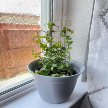 7'' 10'' 17'' | Plant Trellis | Stained | Clearcoat | Honeycomb Houseplant Trellis | Indoor Garden Trellis (17 Inch Tall, Clear Coat)