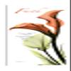 Jaxson Rea "Calla Lily Faith Gallery Wrapped Canvas by Albert Koetsier, 15" x 45" view 1