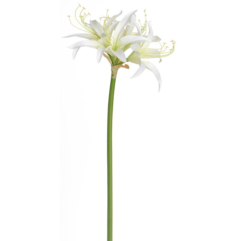 SilksAreForever 29" Silk Spider Amaryllis Flower Stem -Cream (Pack of 12)