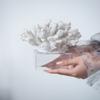 A&B Home Coral Sculpture - White Coral Figurine with Glass Base Centerpiece Table Dcor, Nautical Home Dcor, 9" x 8" x 7" view 2