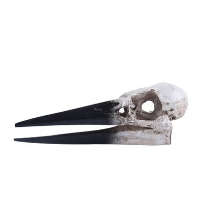 1pc Bird Skull Ornament for Wine Cabinet Resin Ornament Bird Skull Decoration Resin Adornment Bird Bone Ornament