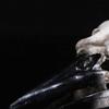1pc Bird Skull Ornament for Wine Cabinet Resin Ornament Bird Skull Decoration Resin Adornment Bird Bone Ornament view 2