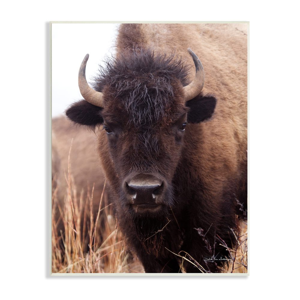 Stupell Industries Tall Grass Bison Portrait Country Cattle Autumn Photography, Design by Debra Van Swearingen