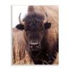 Stupell Industries Tall Grass Bison Portrait Country Cattle Autumn Photography, Design by Debra Van Swearingen view 1