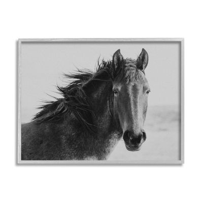 Stupell Industries Black Stallion Equestrian Portrait Vintage Horse Photography, Design by Marika Moffit