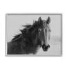 Stupell Industries Black Stallion Equestrian Portrait Vintage Horse Photography, Design by Marika Moffit view 1