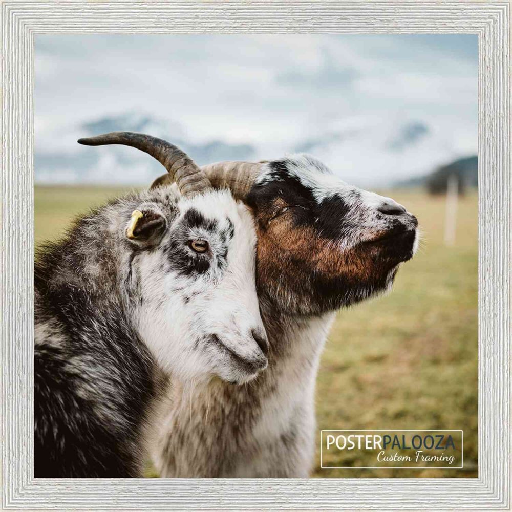 Poster Palooza 17x17 Distressed/Aged White Washed Complete Wood Square Picture Frame with UV Acrylic Plexiglass, Foam Board Backing & Hardware Included
