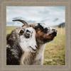 Poster Palooza 22x22 Rustic Wood Tone Complete Wood Square Picture Frame with UV Acrylic Plexiglass, Foam Board Backing & Hardware Included view 4