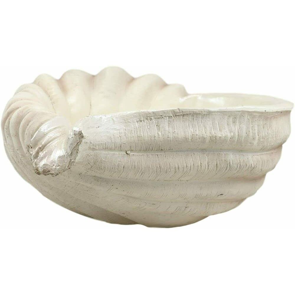 16" Long Giant Sea Tun Shell Display Container Dish Bowl