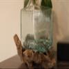Cohasset Gifts Square Glass Vessel on Gamal Root - Approx. 5" Diameter view 2