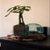 Cohasset Gifts Square Glass Vessel on Gamal Root - Approx. 5" Diameter view 4
