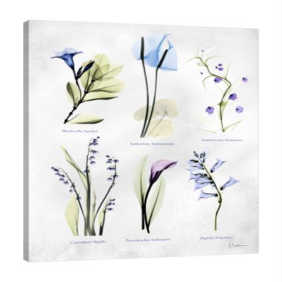 Jaxson Rea "Vast Botanicals Gallery Wrapped Canvas by Albert Koetsier, 24" x 32"