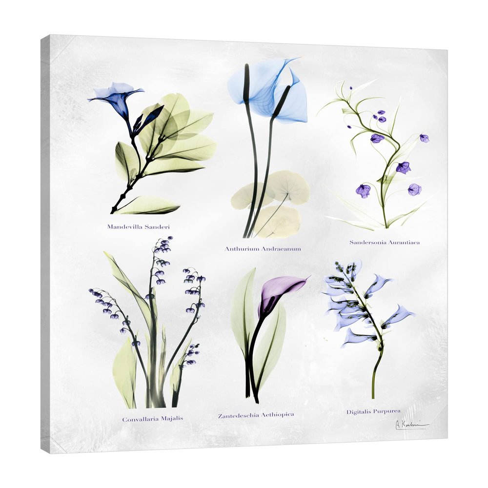 Jaxson Rea "Vast Botanicals Gallery Wrapped Canvas by Albert Koetsier, 24" x 32"
