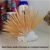 Znet3D Porcupine Toothpick Holder & Dispenser - Porcupick - 150 toothpicks (Pink) view 3