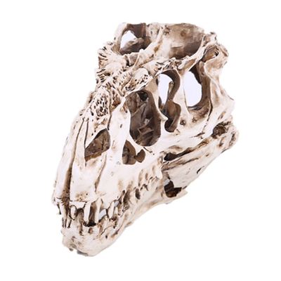 JNKET Resin Dinosaur Skull Model Skeleton Head Sculpture Ornaments for Home Decor Teaching Prop
