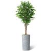 Artificial Tree in Contemporary Geometric Pattern Planter, Fake Ficus Silk Tree for Indoor and Outdoor Home Decoration - 75" Overall Tall (Plant Pot Plus Tree) view 2