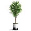Artificial Tree in Contemporary Planter, Fake Ficus Silk Tree for Indoor and Outdoor Home Decoration - 66" Overall Tall (Plant Pot Plus Tree) view 2