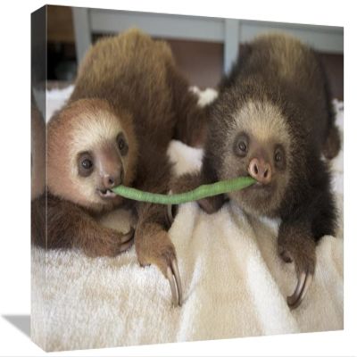 12 x 18 in. Hoffmanns Two-Toed Sloth Orphaned Babies Sharing String Bean, Aviarios Sloth Sanctuary, Costa Rica Art Print - Suzi Eszterhas