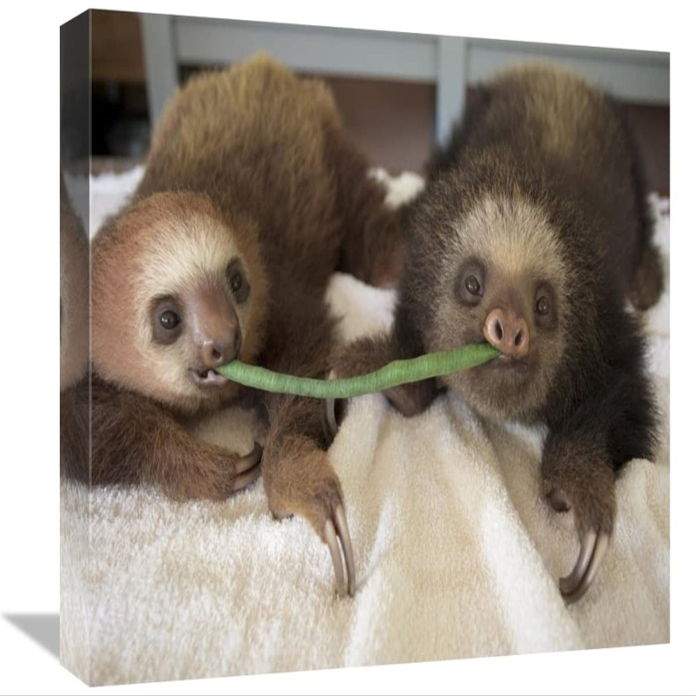 12 x 18 in. Hoffmanns Two-Toed Sloth Orphaned Babies Sharing String Bean, Aviarios Sloth Sanctuary, Costa Rica Art Print - Suzi Eszterhas