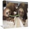 12 x 18 in. Hoffmanns Two-Toed Sloth Orphaned Babies Sharing String Bean, Aviarios Sloth Sanctuary, Costa Rica Art Print - Suzi Eszterhas view 1